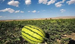 阜宁吃瓜事件最新爆料,最新爆料揭示惊人内幕